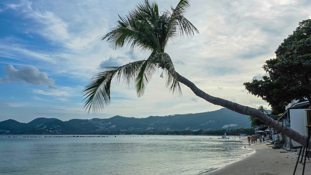 Overview of Chaweng beach at Dawn. A palm tree is in the front and the Koh Samui mountains in the background